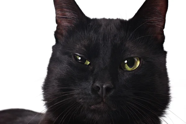 Gato preto sério — Fotografia de Stock