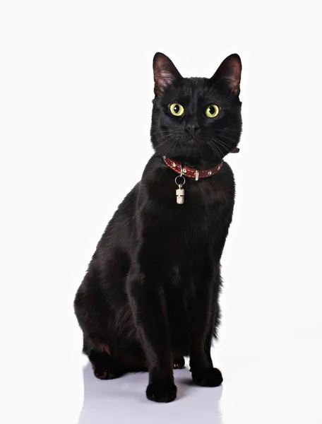 Černá kočka sedí v bílém pozadí — Stock fotografie