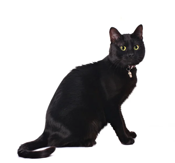 Roztomilý černý kočka — Stock fotografie