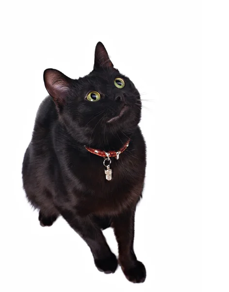 Черная кошка смотрит вверх — стоковое фото