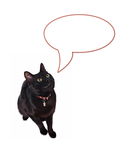 Hablando gato —  Fotos de Stock
