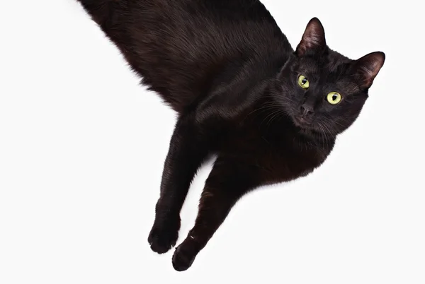 Schwarze Katze von oben gesehen — Stockfoto