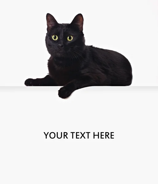 stock image Black cat on the blank banner