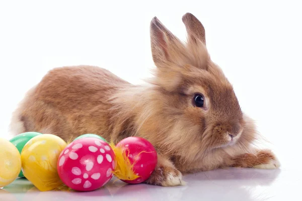 Милый кролик с пасхальными яйцами — стоковое фото