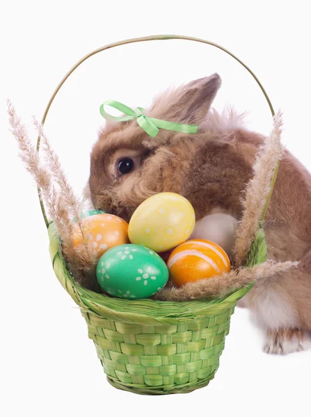 Fance conejo y cesta de Pascua —  Fotos de Stock