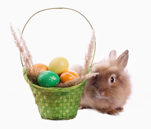Coniglietto e cesto con uova — Foto Stock