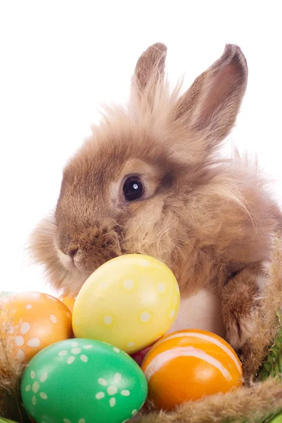 Fancy rabbit and easter eggs — Stock Photo, Image