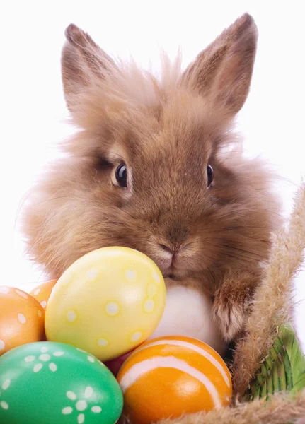 Bunny and eggs — Stock Photo, Image
