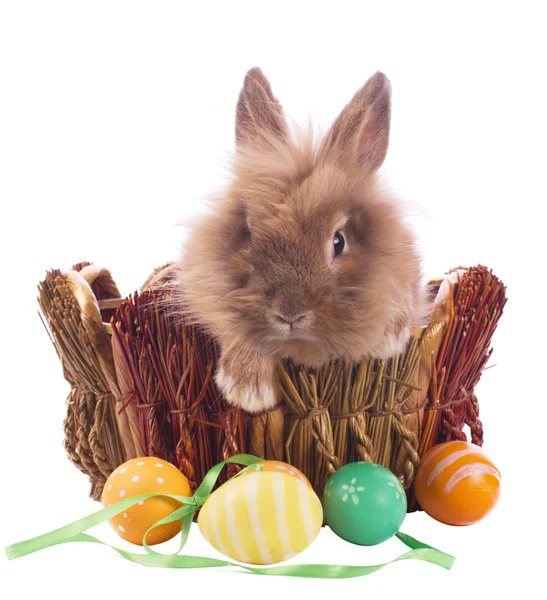 Carino coniglietto di Pasqua — Foto Stock