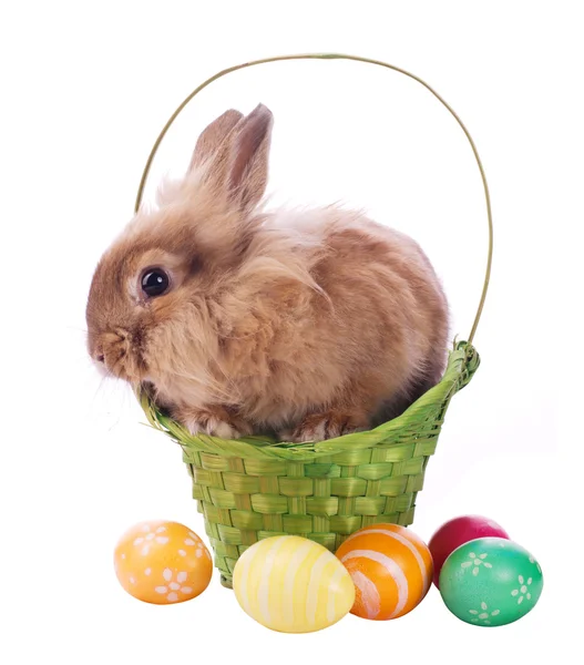 Ozdobný králík v koši — Stock fotografie