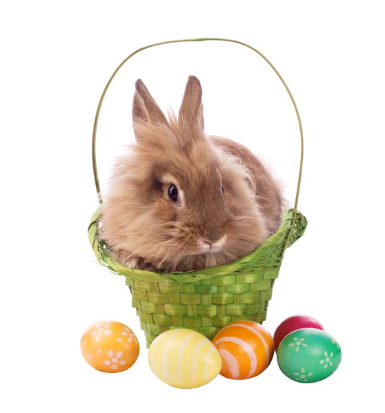 Fluffy rabbit in basket with easter eggs — Stock Photo, Image