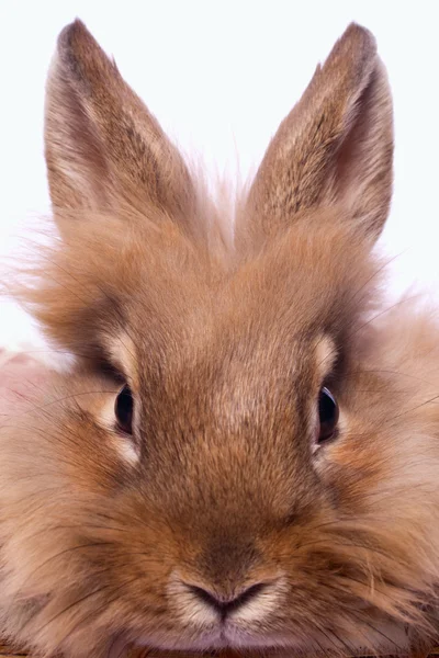 Rabbit's portret — Stockfoto