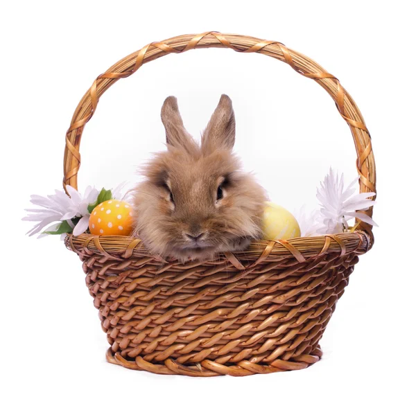 Velikonoční zajíček v košíku — Stock fotografie