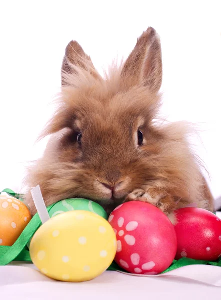 Wielkanoc królik i jaj — Zdjęcie stockowe