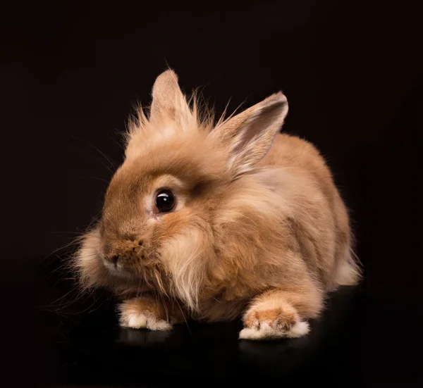 Lilla kanin — Stockfoto
