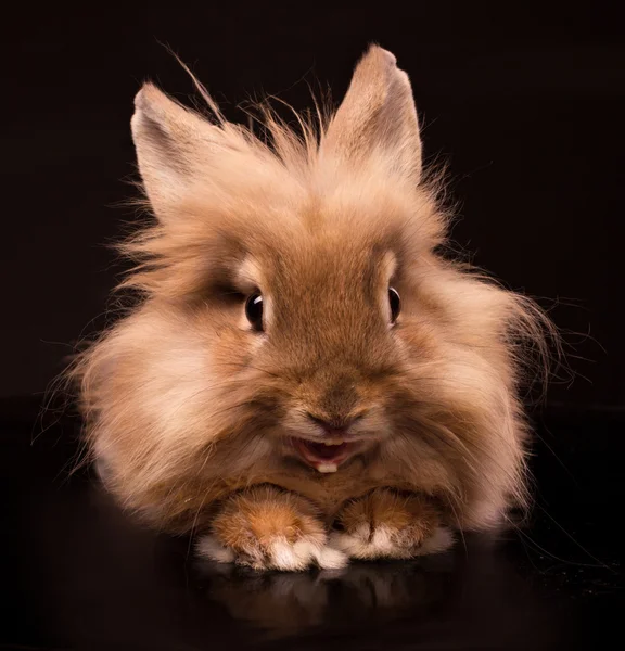 Mutlu küçük tavşan — Stok fotoğraf