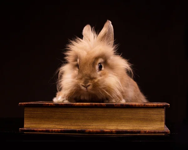 Little rabbit in the book — Stock Photo, Image