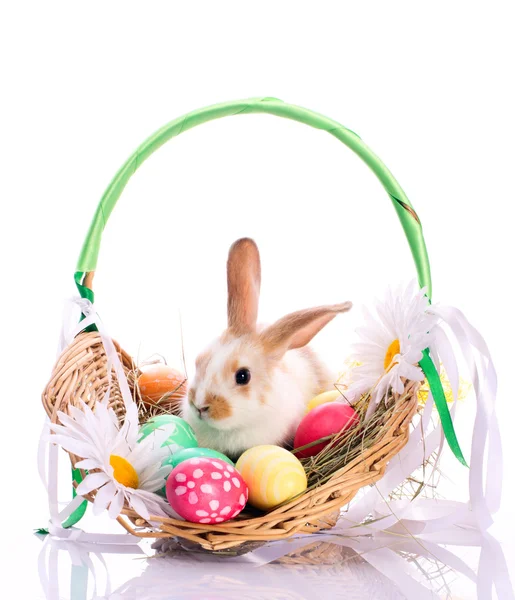 Conejito en cesta de Pascua — Foto de Stock