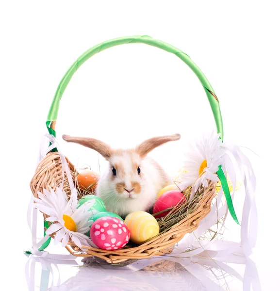 Lindo conejito en cesta de Pascua — Foto de Stock