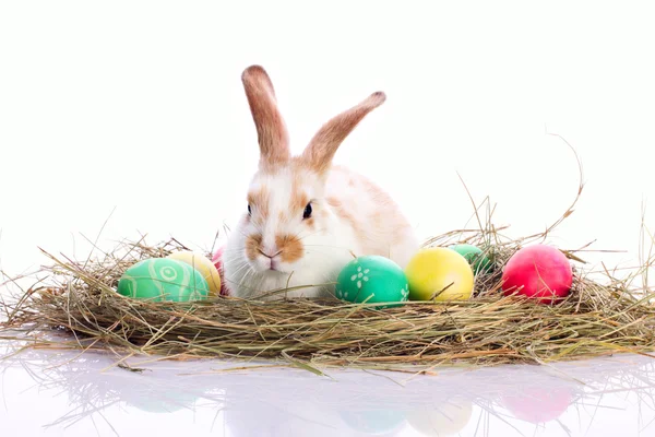 Conejo de Pascua en pastos de terciopelo — Foto de Stock