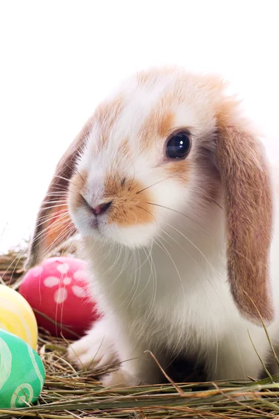 Easter bunny portret — Stockfoto