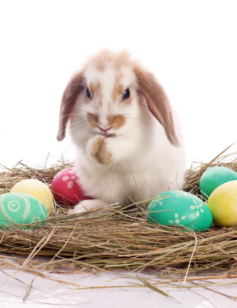 Lindo conejo y huevos de Pascua — Foto de Stock