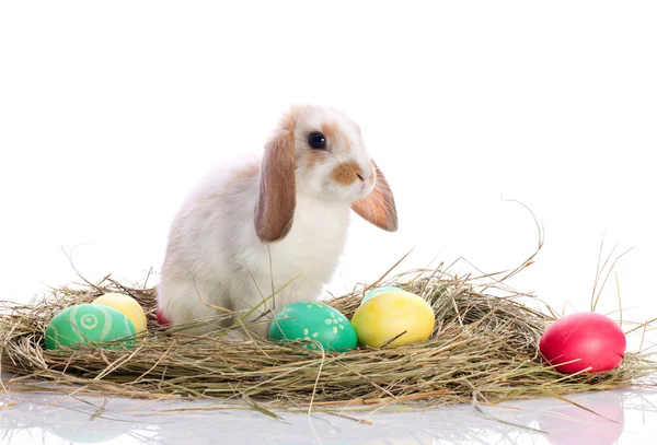 面白い小さなウサギ — ストック写真