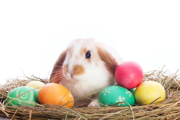 Веселий маленький кролик і великодні яйця — стокове фото