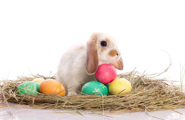Lindo conejito y huevos de Pascua — Foto de Stock