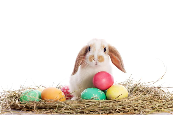 Conejo divertido y huevos de Pascua —  Fotos de Stock