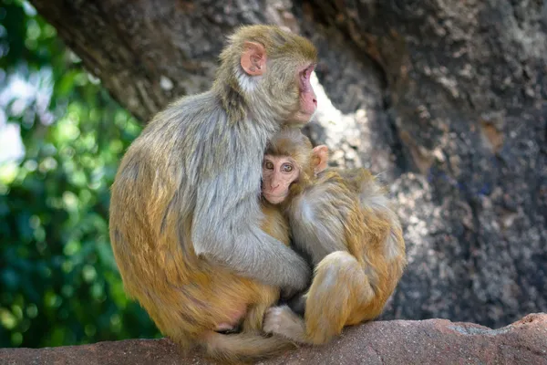 Dua monyet — Stok Foto