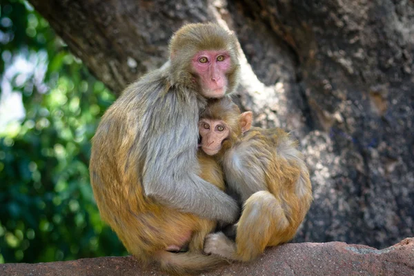 stock image Two monkeys in Kathmandu, Nepal