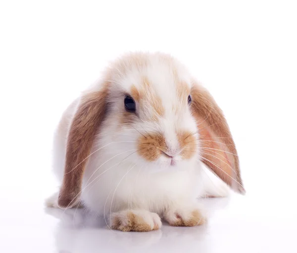Carino coniglio fantasia — Foto Stock