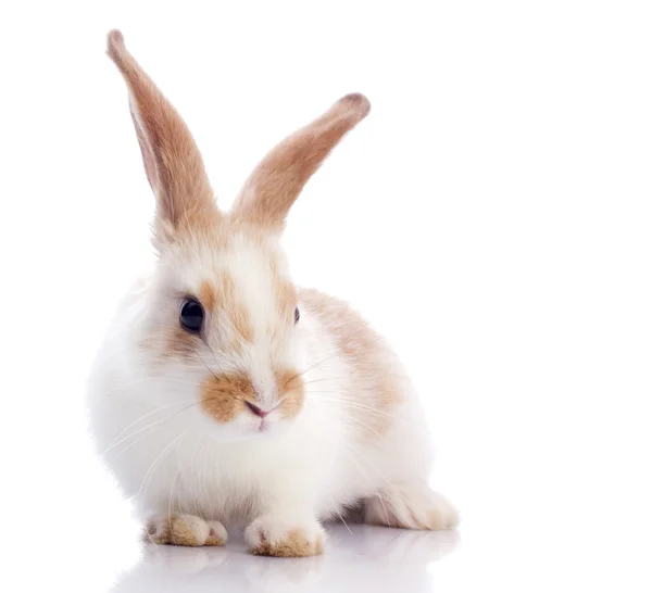 Zabawny królik — Zdjęcie stockowe