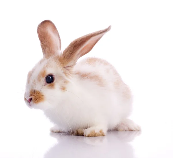 ピグミーのウサギ — ストック写真