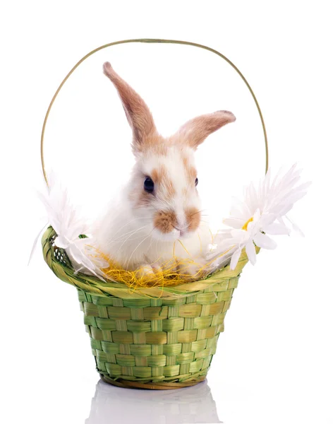 Cute bunny in the basket — Stock Photo, Image