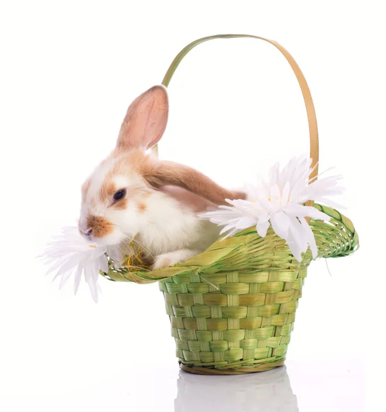 Маленький кролик в зеленой корзине — стоковое фото