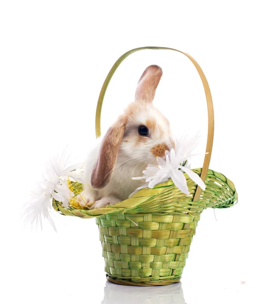 Roztomilý králík v košíku — Stock fotografie