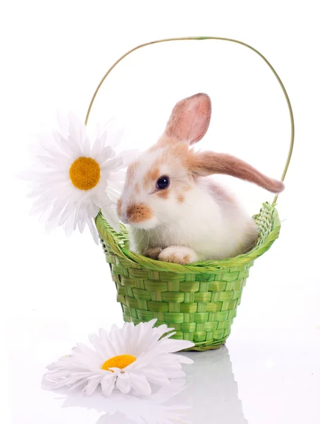 Забавный кролик в корзине — стоковое фото