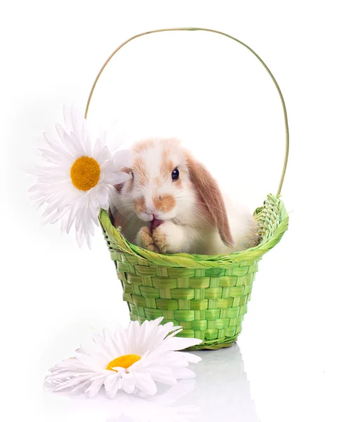 Little rabbit in green basket — Stock Photo, Image