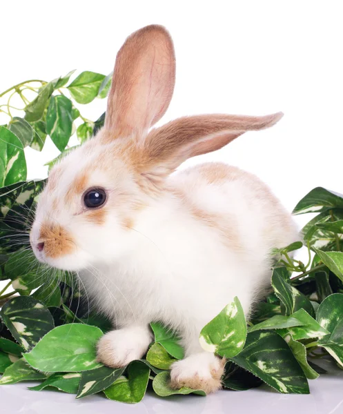 Schattige kleine konijntje in groene bladeren — Stockfoto