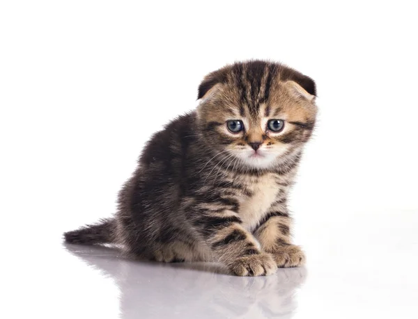 Pequeño gatito rayado — Foto de Stock