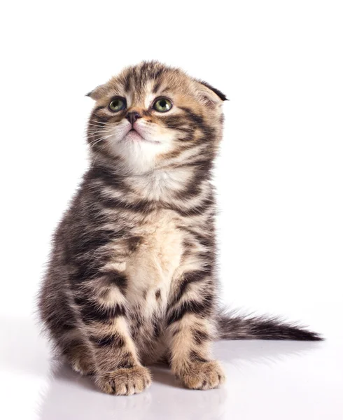 Смешной маленький котенок — стоковое фото