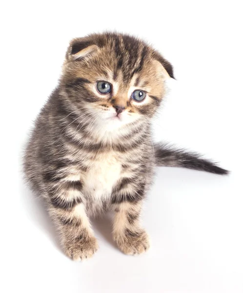 Смешной маленький британский котенок — стоковое фото