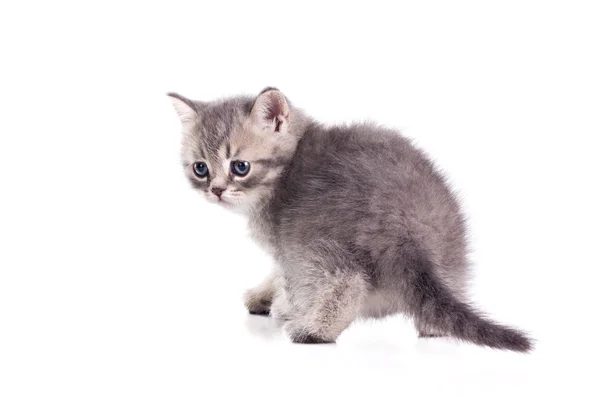 Симпатичный маленький британский котенок — стоковое фото