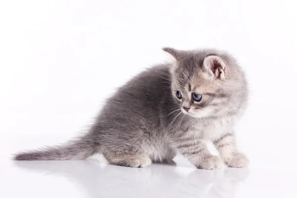 Lilla kattungen ser tillbaka — Stockfoto