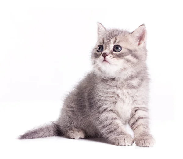 Funny likktle kitten — Stock Photo, Image