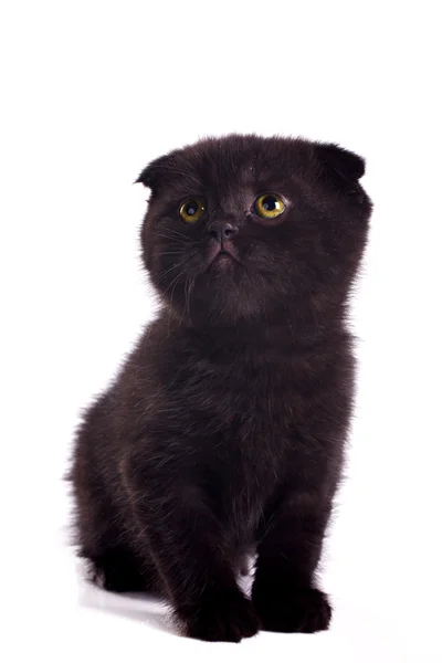 Gatito negro — Foto de Stock