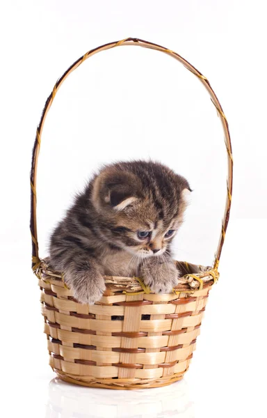 Маленький котенок в корзине — стоковое фото