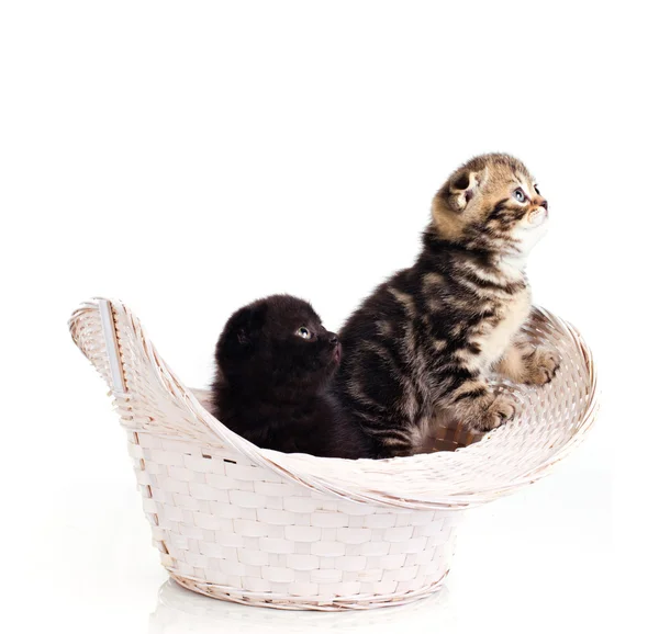 Zwei lustige Kätzchen — Stockfoto